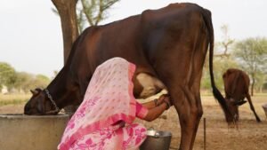 Dairy Tradition – A Legacy of Purity and Trust